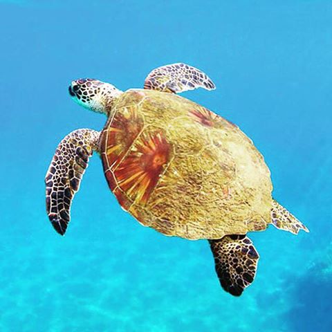 Binlerce çeşit deniz canlısına ev sahipliği yapan masmavi bir deniz,Seven Four Life'da sizi bekliyor. #sevenfourlife