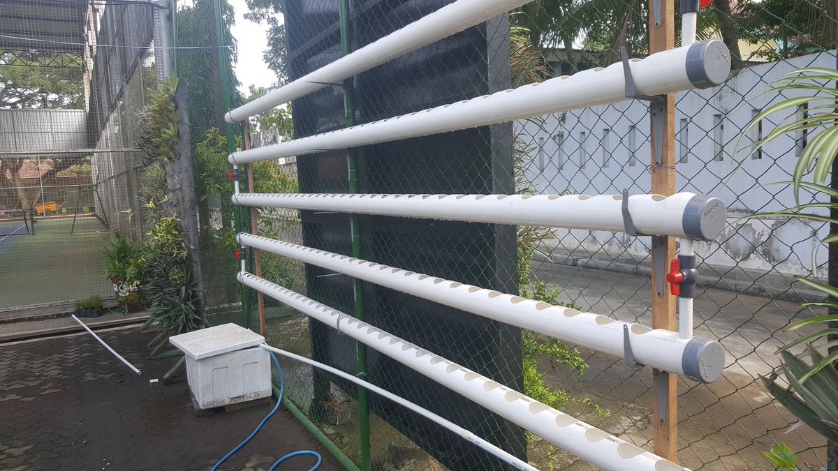 bayuhadiyanto2's tweet photo. Komunitas Tenis Berkebun juga belajar @HIDROPONIKBWI @KabBanyuwangi @bwangiberkebun @IDberkebun https://t.co/M1hk4ECIXu