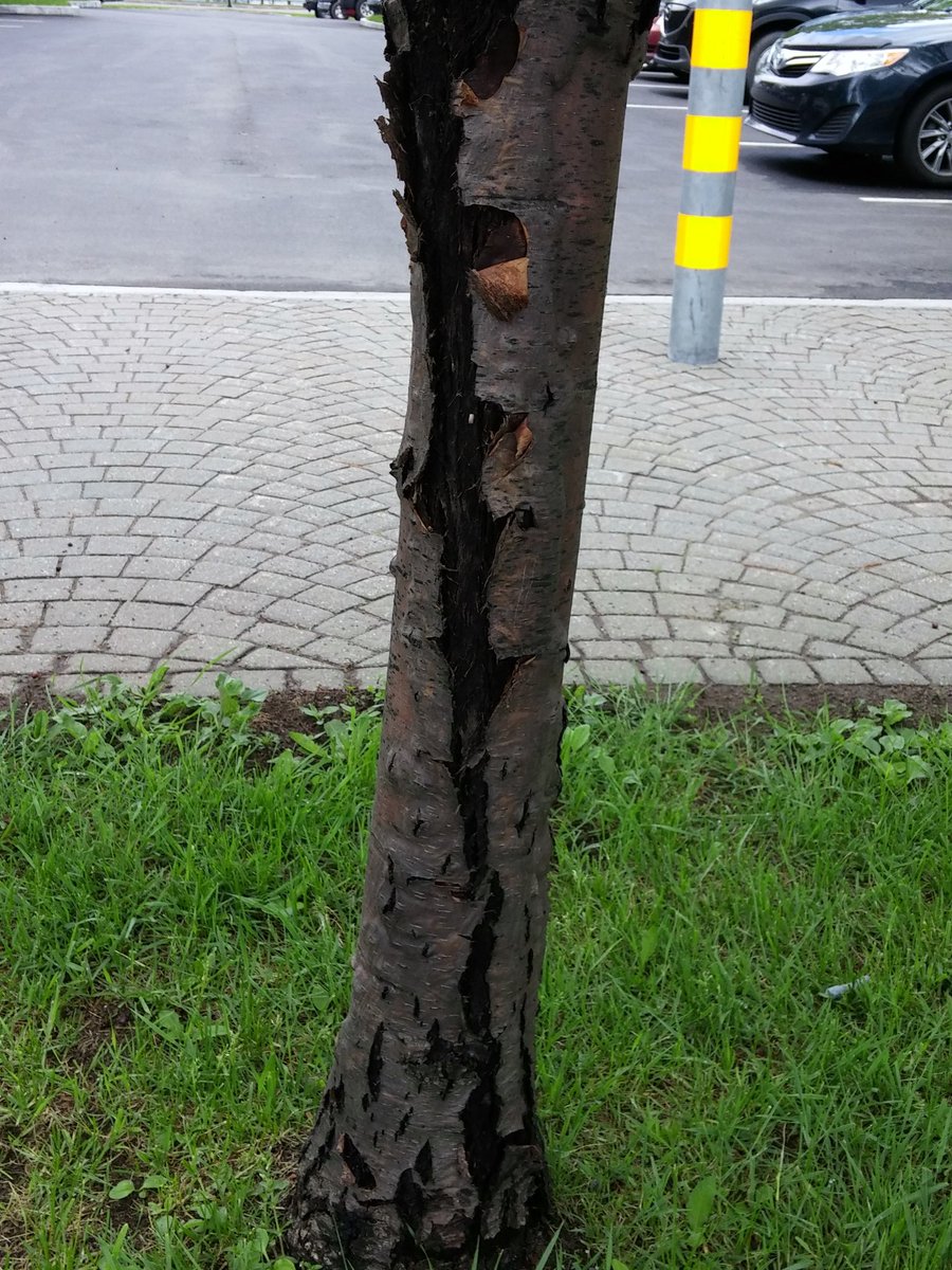 gervpellet's tweet photo. @treetaggr #espece=cormier #dommage=chancre https://t.co/PRUdqZDAzD