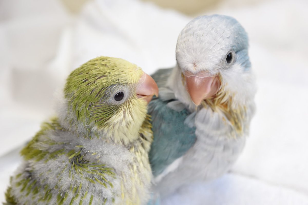 TokyoParakeet's tweet photo. https://t.co/09nKaz3VXM