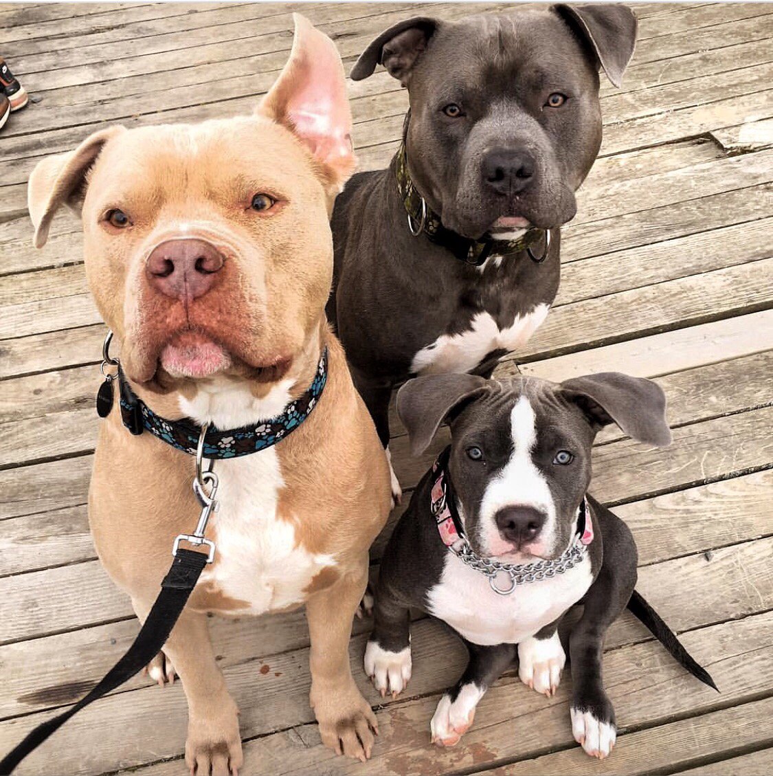 RescuePawsTweet's tweet photo. Check out this good looking bunch #ihavehotfriends 💁🏻 #friendgoals

📷: @pibble.family https://t.co/9985M4ihEV