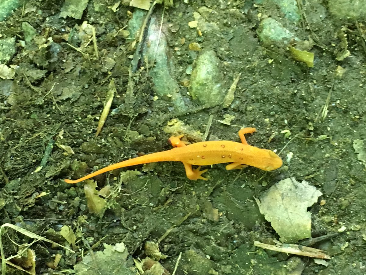 brendas_outside's tweet photo. On the mountain thinking of the awesome run this weekend, ran into this cutie @rednewtracing #rednewt #recoveryhike https://t.co/eQHh7zFIHW
