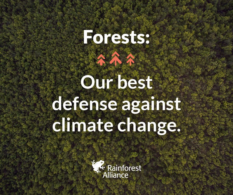 RnfrstAlliance's tweet photo. #Forests store CO2, help regulate global temps, filter water, &amp; enrich soil. Protect them: https://t.co/TNFsy1eGpN https://t.co/Sd2oH2NNvi