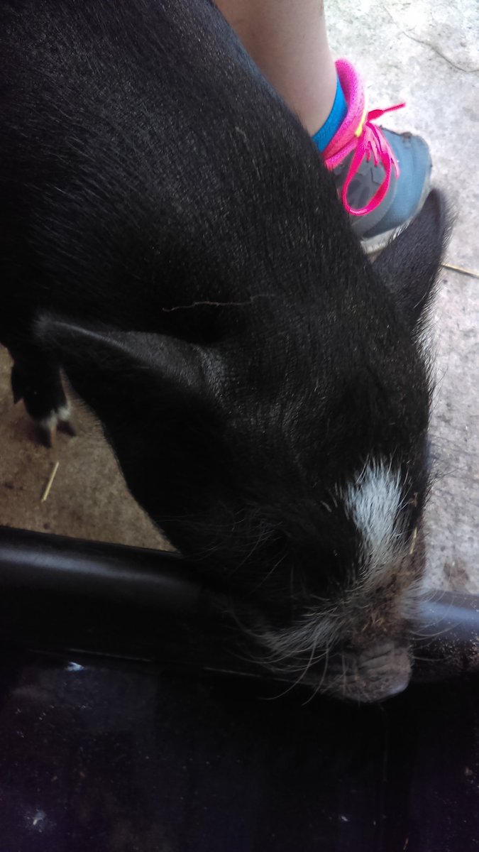 HowlingTimbers's tweet image. Meet Penny our newest pot belly pig. #pigfriend  #animalsanctuary