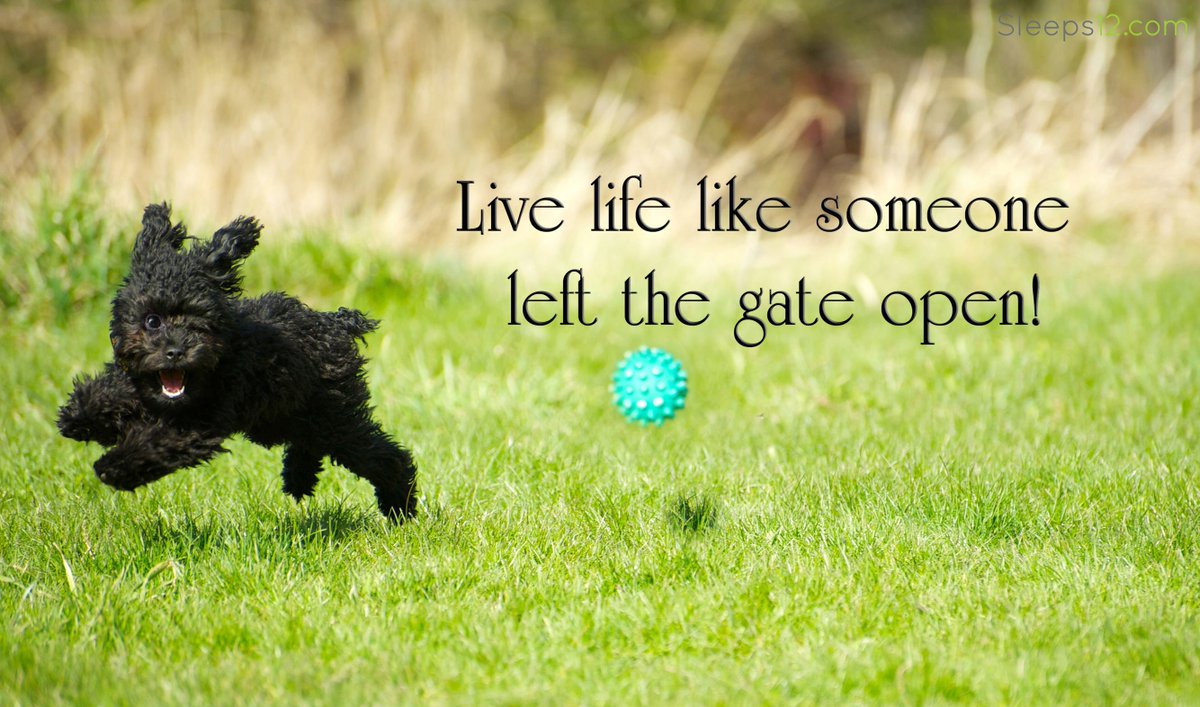 Sleeps12's tweet photo. Quote For The Day.. :-) #dogfriendly #humour #QOTD #swimminpools #hottub #cottage https://t.co/kf4y8Ql4np https://t.co/sGownLeage