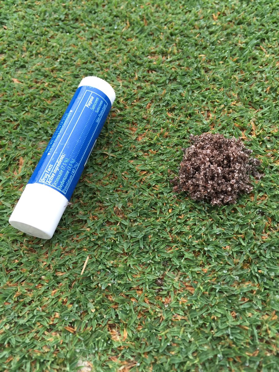 BAbigdaddy's tweet photo. Today's pesky pest: #earwigs. A little #Talstar should take care of them. #soapflush @MikeKellum @FMCturf https://t.co/lO5dIAGtz7
