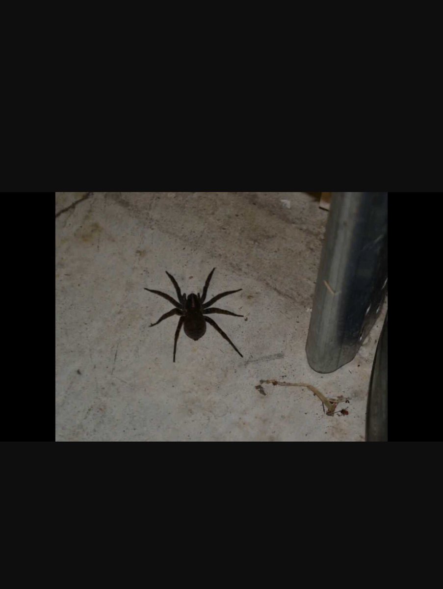 Spiders in your home. Call us today and receive our special summer rates. 9142360454 #spiders #nyc #pestcontrol #bug