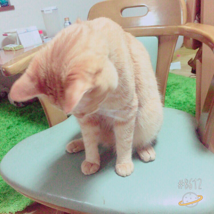 Mari_Shiro19's tweet photo. 我が家にレオが来て今日で1年🐱💟
大っきくなったな〜毎日癒されてます😍
引き取ってよかった😌 https://t.co/vWBAmk13FC