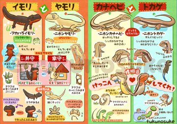 こんなに違うの イモリとヤモリの違い の図解が可愛いすぎる Grape グレイプ