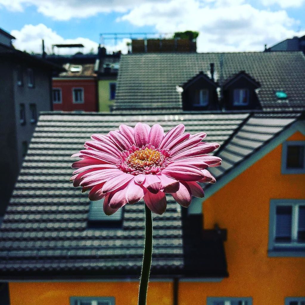 Yanina555's tweet photo. #flowerpower ing through my exams lalala #viewfrominside #summer #flower #bluesky #zurich … https://t.co/2Bs4iqOtEX https://t.co/XMueyil32g