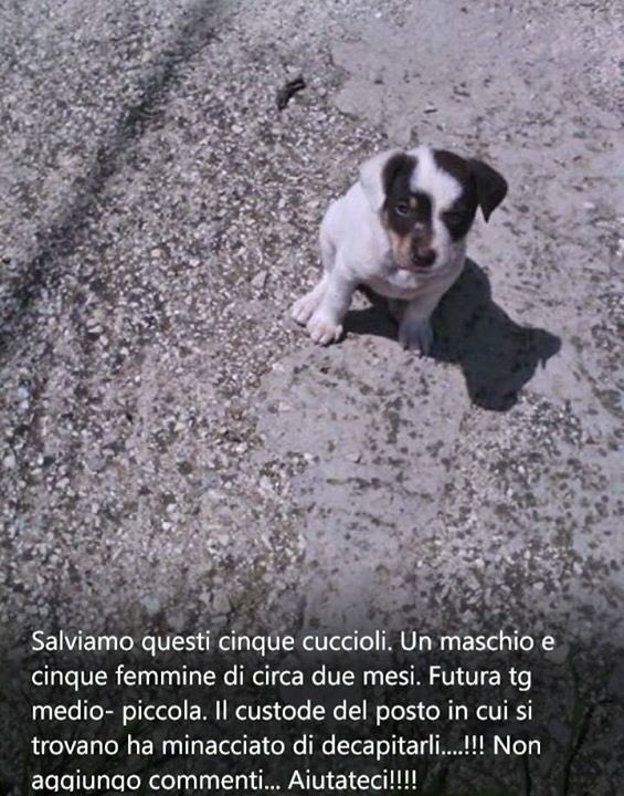 Kikylicious8516's tweet photo. Cercasi adozione o stallo! Contattatemi se interessati, vanno salvati. #cuccioli #cani #adozione https://t.co/FWCxzyZxfu