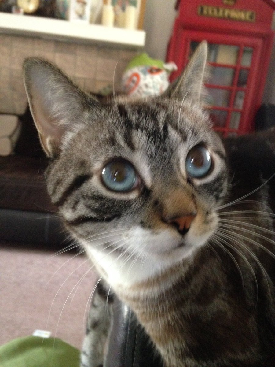 msmon's tweet photo. #missingcat, PLEASE RT: Brentwood, inters of Brownsville and Brentridge. Waffles, 3 yrs old. 4127706912. @spohuly https://t.co/O6HCQNoQ3l