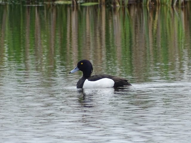 duckoftheday's tweet image. 6 Jun 2016