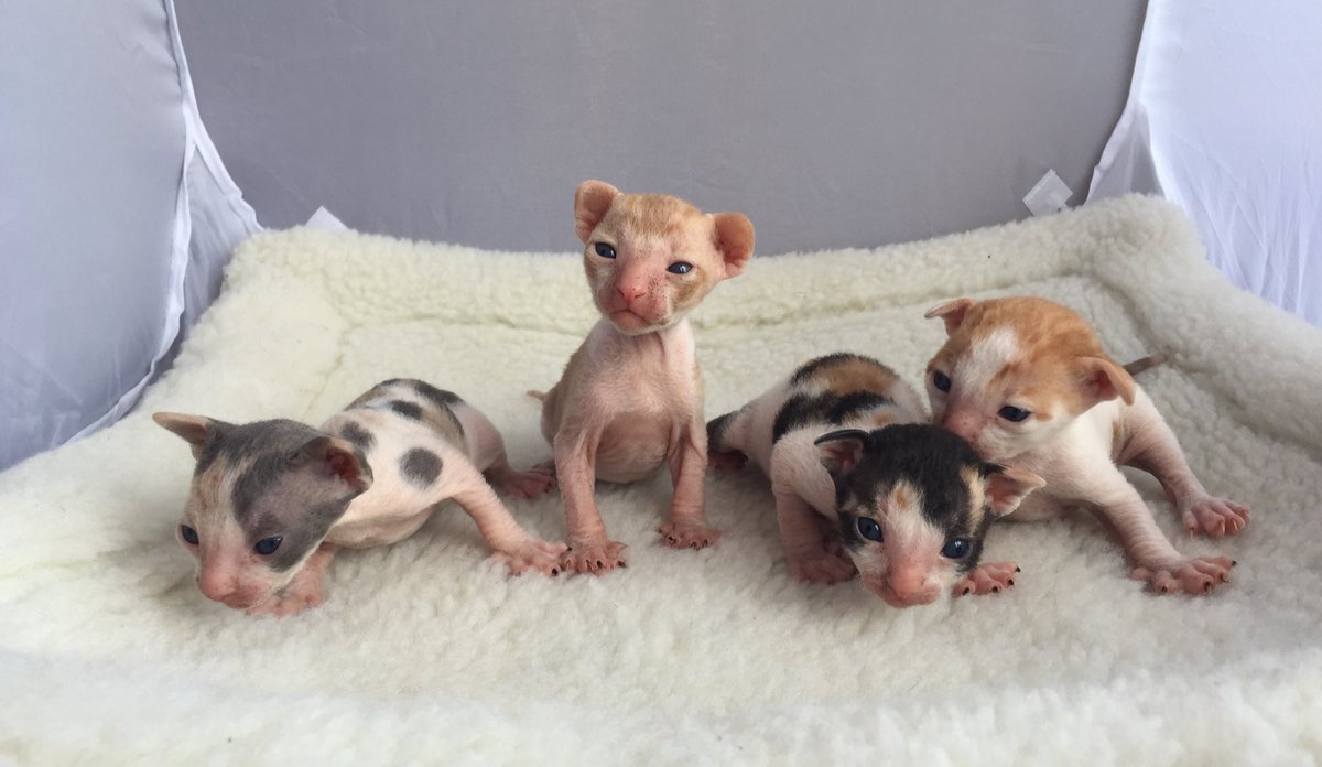 _DeoRex's tweet image. Родились наши долгожданные малыши, мама из Сербии QGC; RW TICA Rextasy Vive L'Amour, и папа CH Zuerich Magic Star