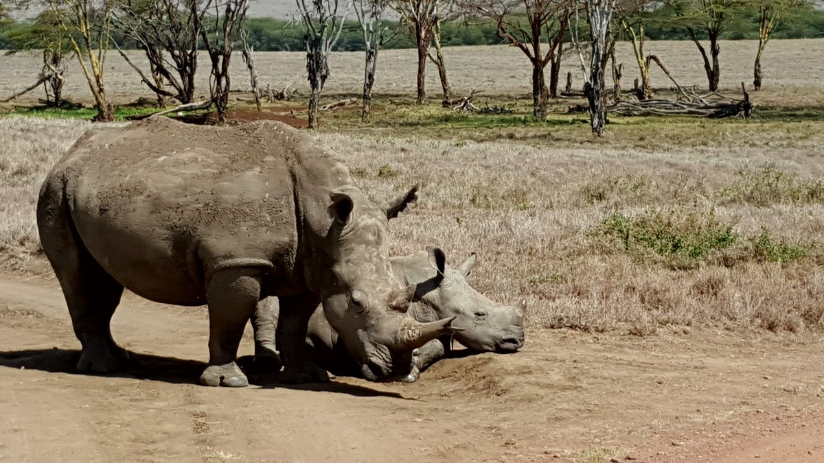 JJVE58's tweet photo. At Lewa Safari Camp for management meeting. Lovely wildlife venue. https://t.co/2ZVWuPYqhT