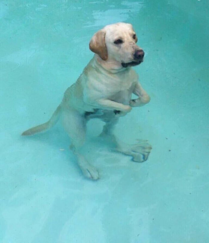 yisucrist's tweet photo. perro saurus rex https://t.co/QDnVqjTDL6
