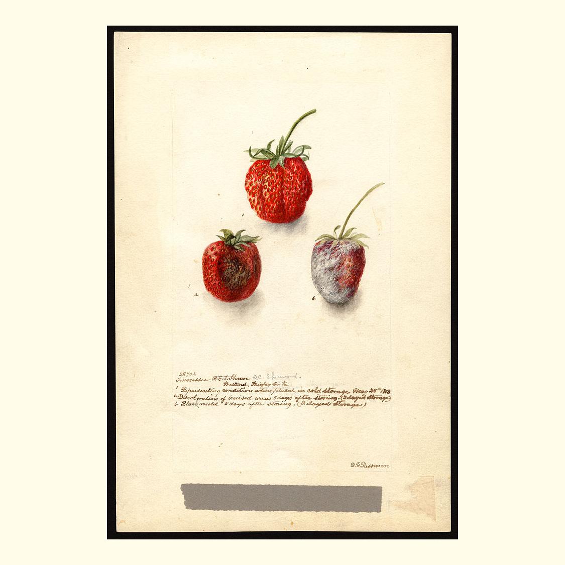 tennessee strawberries, painted by deborah griscom passmore