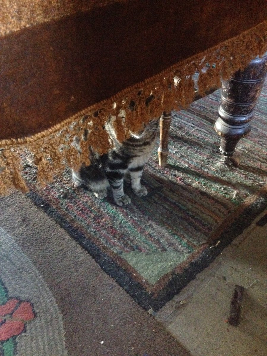 Beamish_Museum's tweet photo. Clippy the cat is extremely cute, but he's not very good at playing hide and seek! https://t.co/vVVUvZKZcy