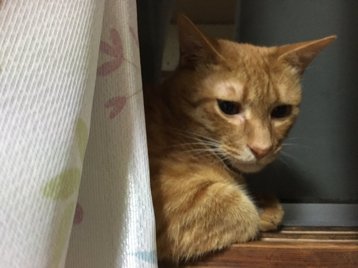 ねこかます On Twitter 弐醐と参瑚 兄弟が遂に同じ窓べりに同居 特に何もないらしい