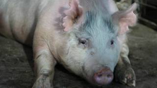 IntNot's tweet image. #Ciencia La polémica apuesta de EE.UU. por hacer crecer órganos humanos en cerdos internacional.ga/ciencia/la-pol…