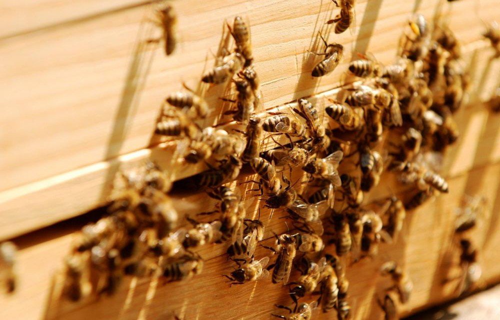 Warum das "Pflanzenschutzgift" #Glyphosat extrem gefährlich für #Bienen ist: peta50plus.de/rettet-die-bie… #EU #Zulassung
