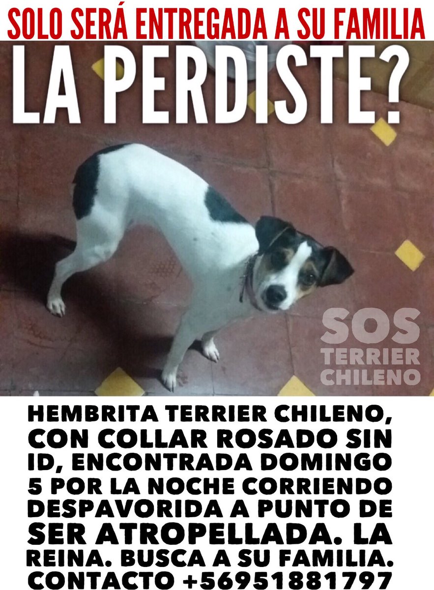 Terrier Chileno 🇨🇱 tweet media