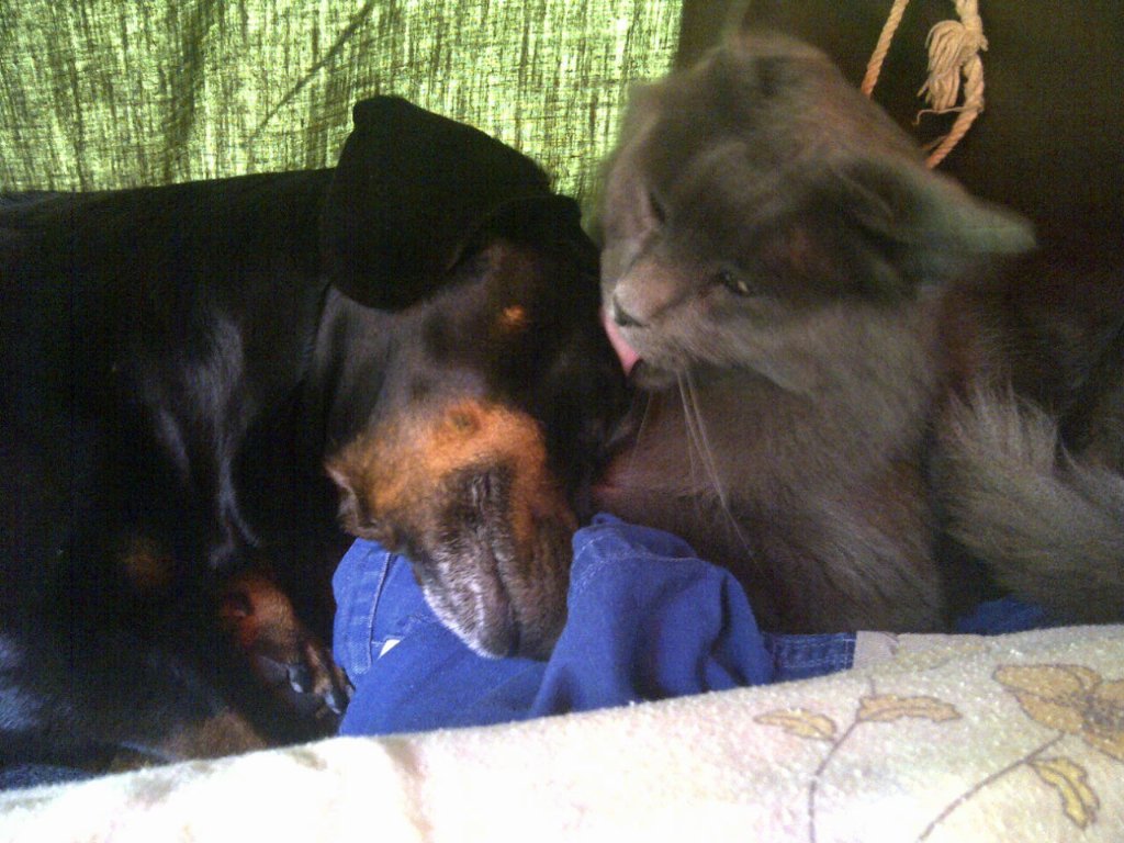 ayeeclipse's tweet image. #mimascota se adoran!