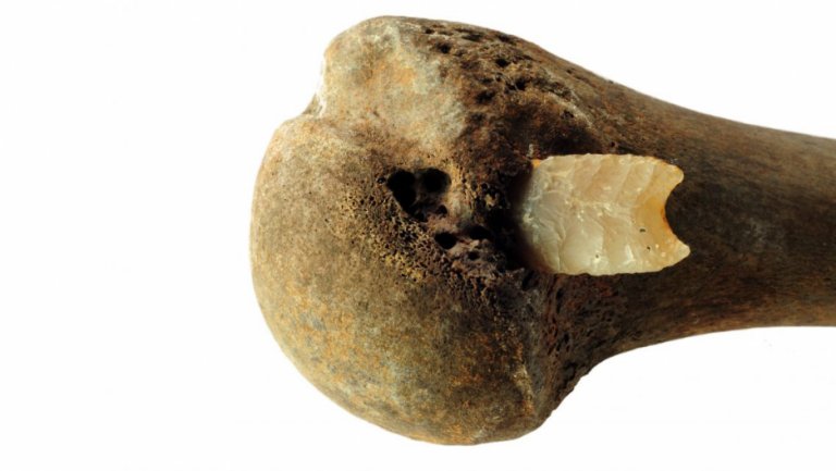 irarchaeology's tweet photo. A flint arrowhead embedded into a human arm bone from Tollense, Germany https://t.co/TL6xgiOY2J https://t.co/8x8nxLNFoA