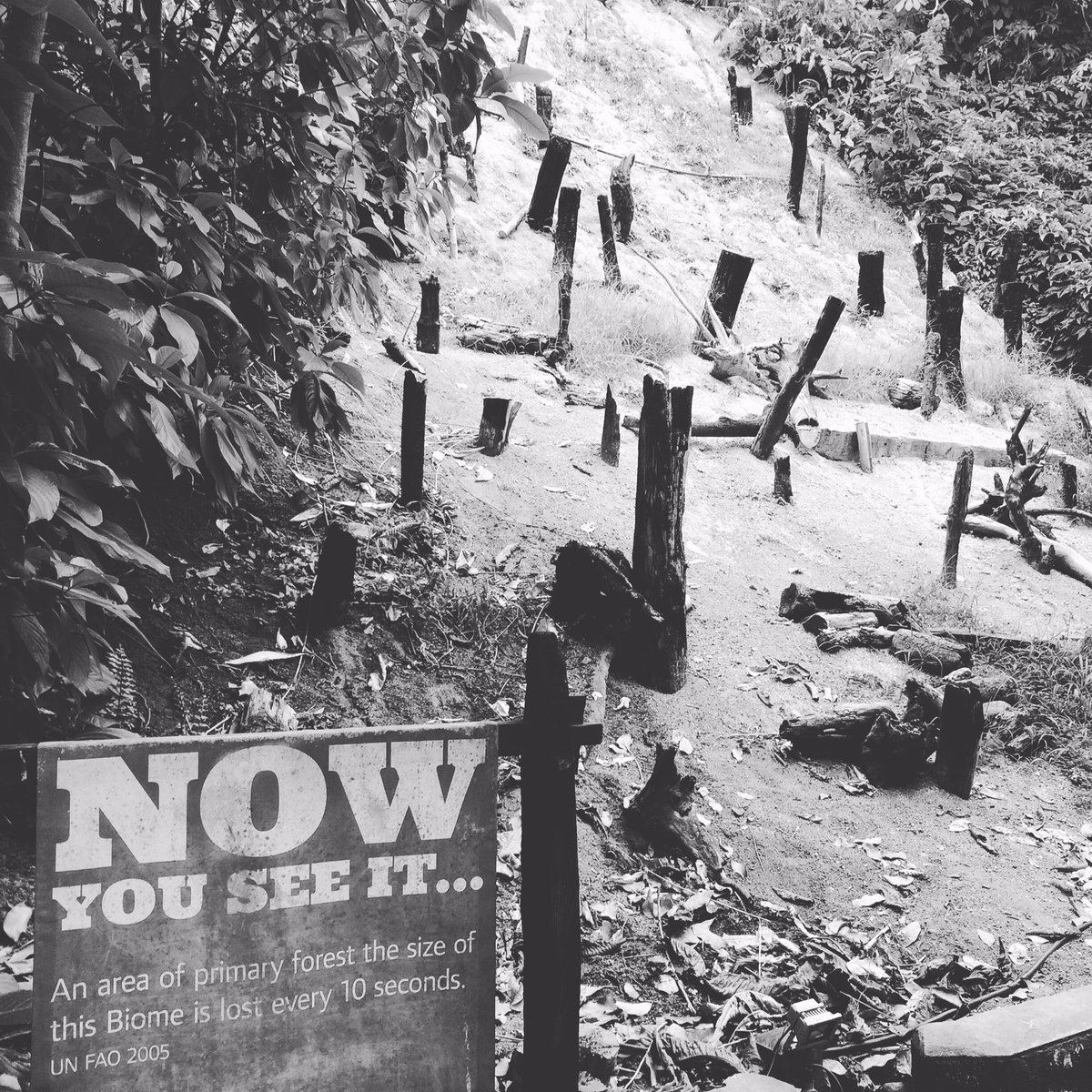 PalmOilProblems's tweet photo. An area the size of Eden Projects rainforest biome is destroyed every 10 seconds #palmoilproblems https://t.co/7qg4GhzKbD