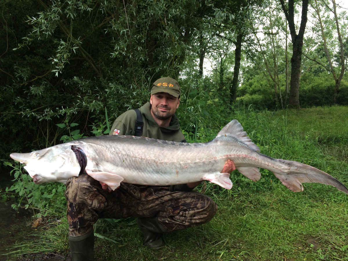 Congratulations Capt Stu Lennox winner of RA European Carp champs - this huge sturgeon didn't count!