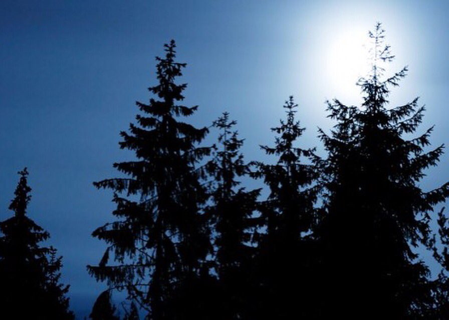 Темные плотно стоящие ели отражались. Хвойный лес ночью. Ель сибирская. Ель на черном фоне. Ель в тумане.