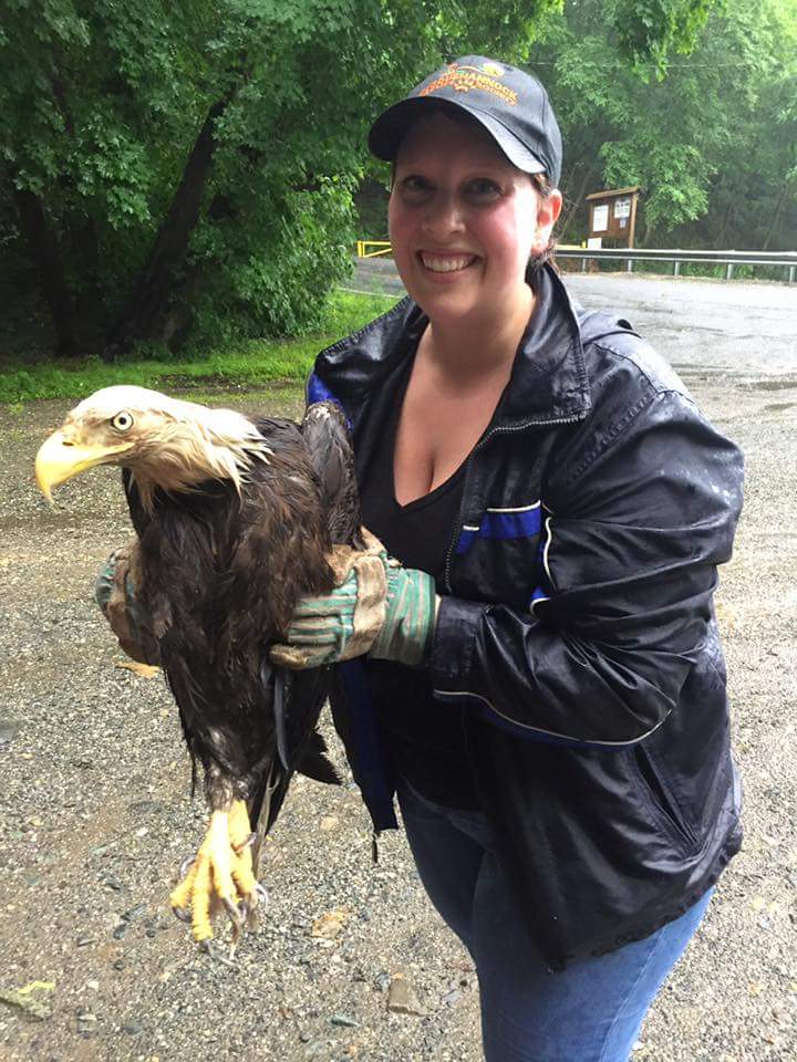 Yesterday we braved a thunderstorm to rescue this injured bald eagle & transport to Phoenix Wildlife #wildlifeheros