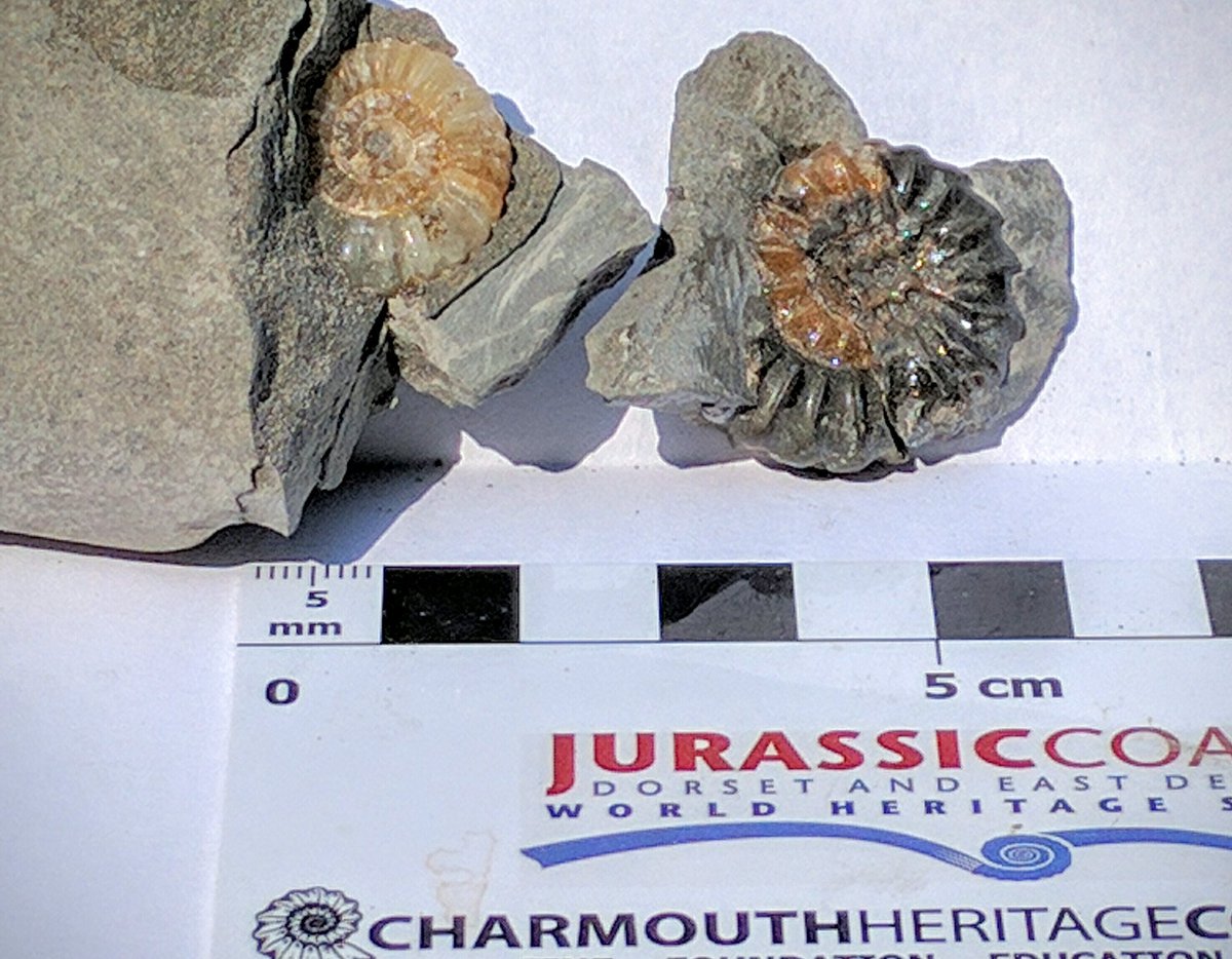 hensleighhouse's tweet image. A couple of #ammonites from today&apos;s #hensleigh #fossilwalk @CharmouthHCC  @charmouthdorset @FossilWorkshop