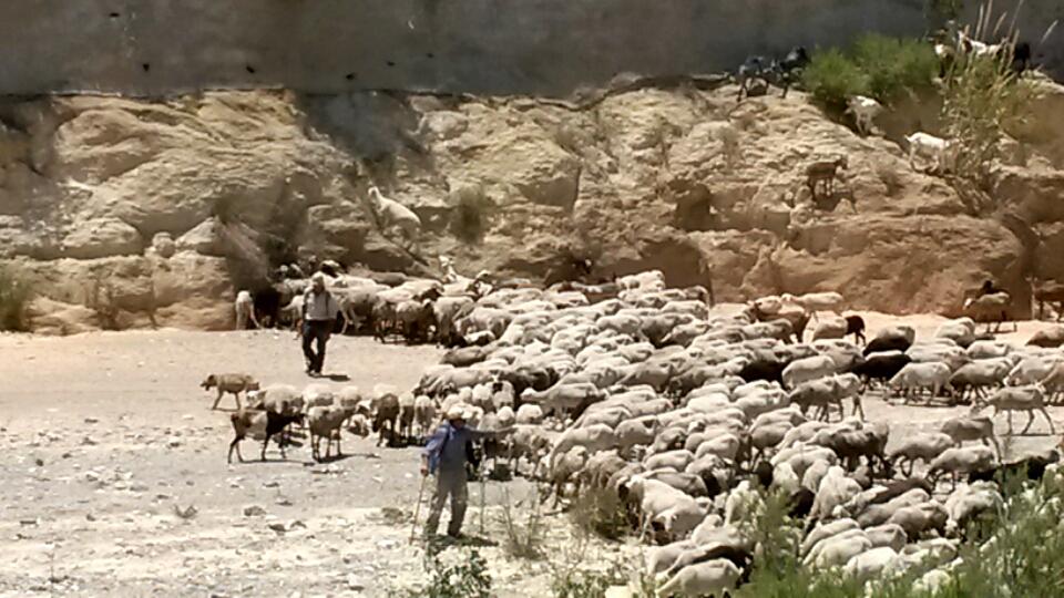Freedom_2_B_Me's tweet photo. Goats along the Rambla @Freedom_2_B_Me https://t.co/E3cpXNOReR