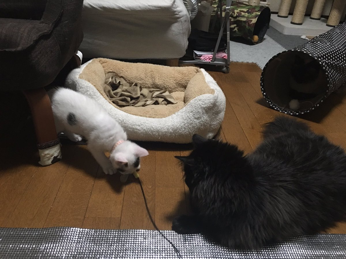 achiru53's tweet photo. 実はこれスリーショットなんです〜
トンネルの中にメルさんが潜んでます( *´艸｀)
皆でクウちゃんが遊んでるのを見学 https://t.co/h55MM5MCyx