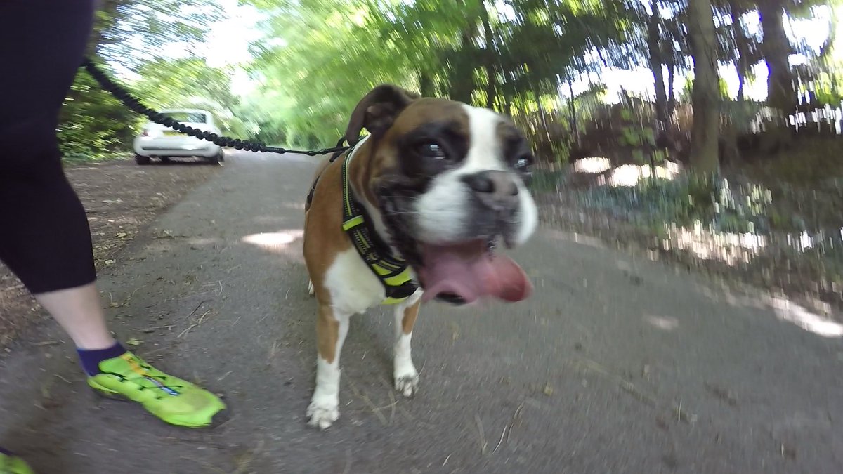 Inditheboxerdog's tweet image. Started doing a bit of Canicross  it's hard work but fun
