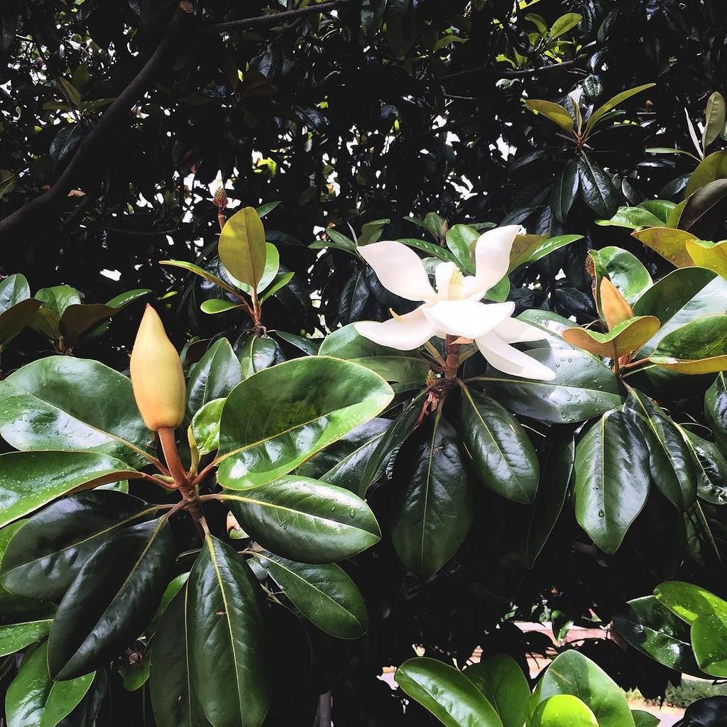 emiitoillo's tweet photo. Gorgeous magnolias from this weekend in Nashville https://t.co/bCzdK8AWvO