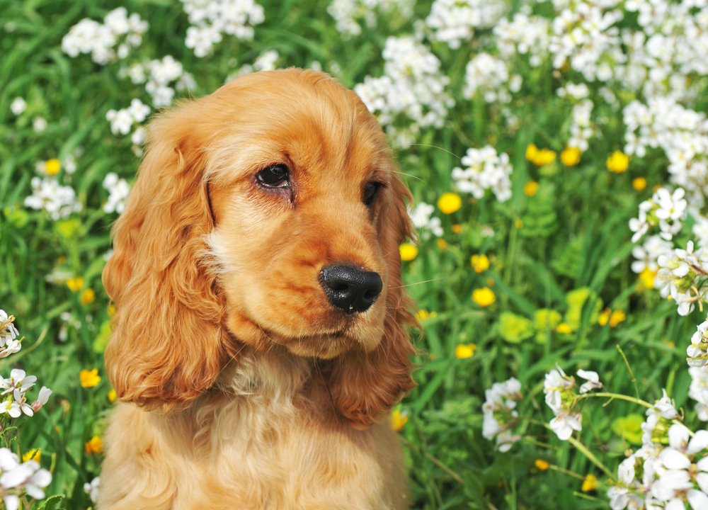 metoffice's tweet photo. Did you know? Your #pets can get #hayfever too! https://t.co/E4jfPJ8Bop https://t.co/YCJwoz7x7T