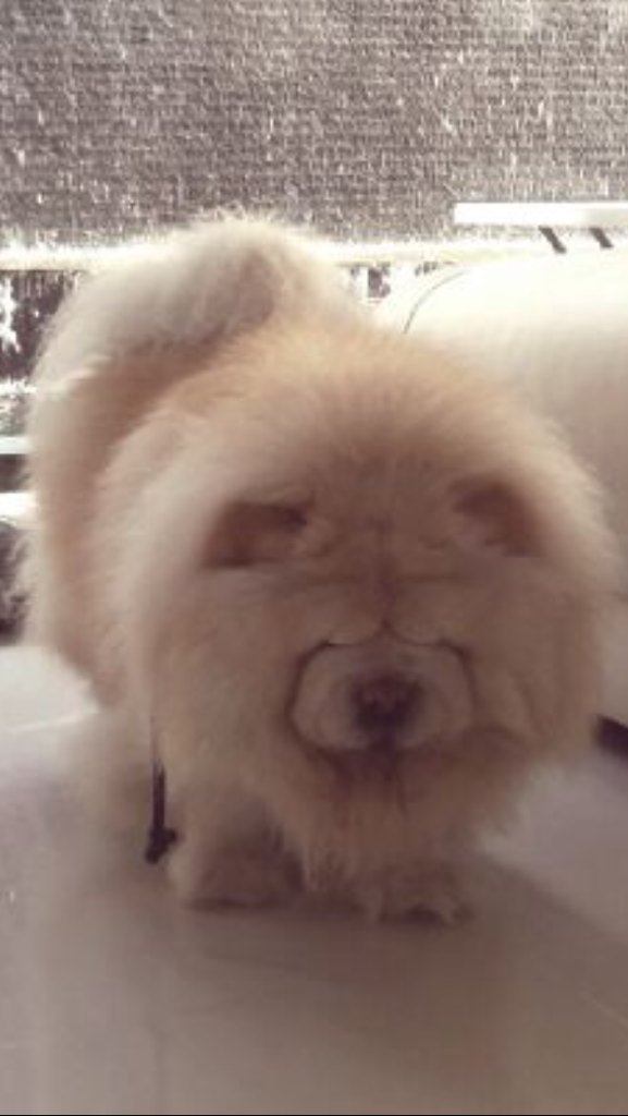 JessamynTayao's tweet image. Awesome chow chow. Amazing #lovechowchow