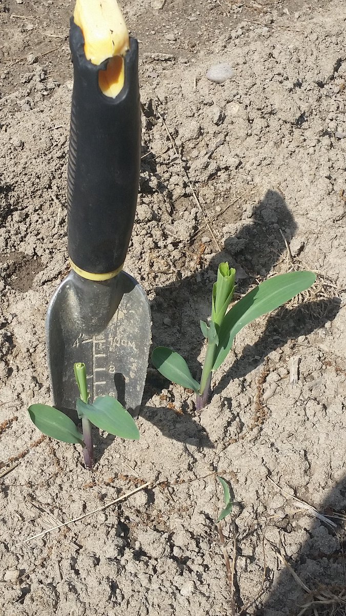 osu1ag's tweet photo. #blackcutworm what???  Quickly working their way down my corn! Guess I needed #STXRIB control.... https://t.co/w8ptgi2Wwx