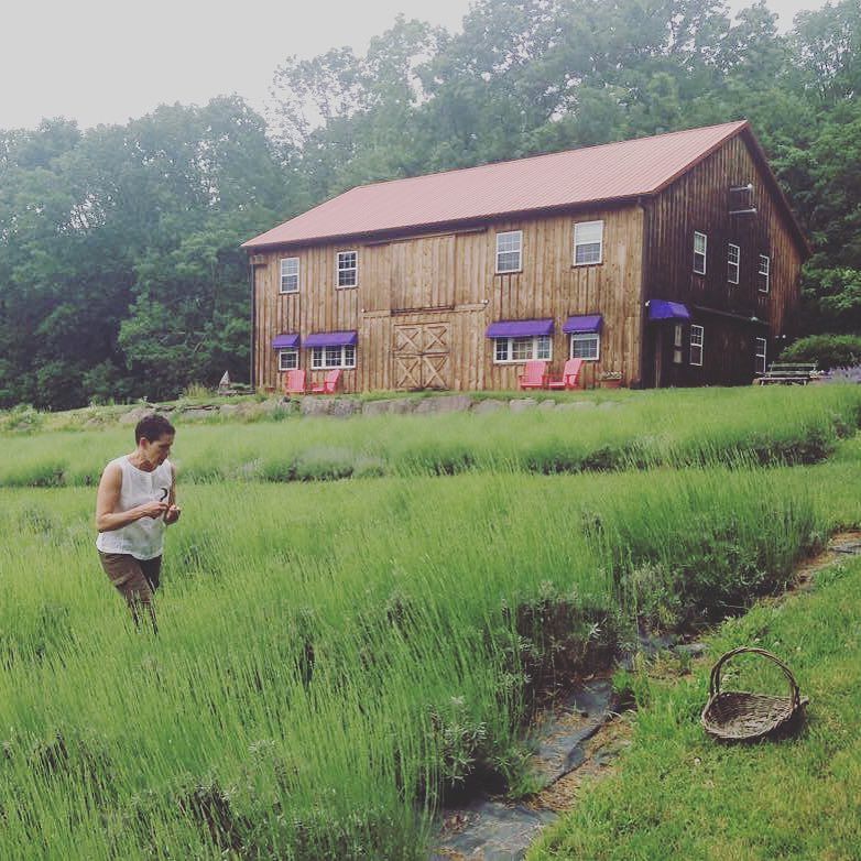 MySoCalTweets's tweet photo. Beautiful Day yesterday at this hidden Gem @peacevalleylavenderfarm ☀️ #lavender #mysocialcalendar #singles #Philly… https://t.co/igKL0uHT7i