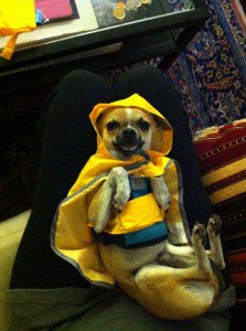 DudeDogBlog's tweet image. Another rainy day... dudedogblog.net/another-rainy-…