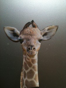 DudeDogBlog's tweet image. We went to the zoo yesterday.  It was fascinating to see all the animals, how they... dudedogblog.net/who-am-i/