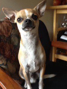 DudeDogBlog's tweet image. We went to the zoo yesterday.  It was fascinating to see all the animals, how they... dudedogblog.net/who-am-i/