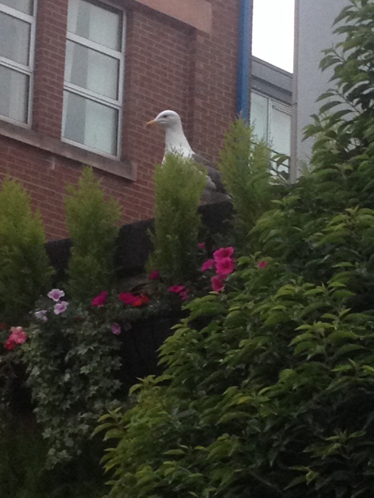 ljkgraphics's tweet photo. Strictly chicken and beef at #BBQBelfast NO seagulls allowed. #Birdsareus https://t.co/Kx5gqcbZNj