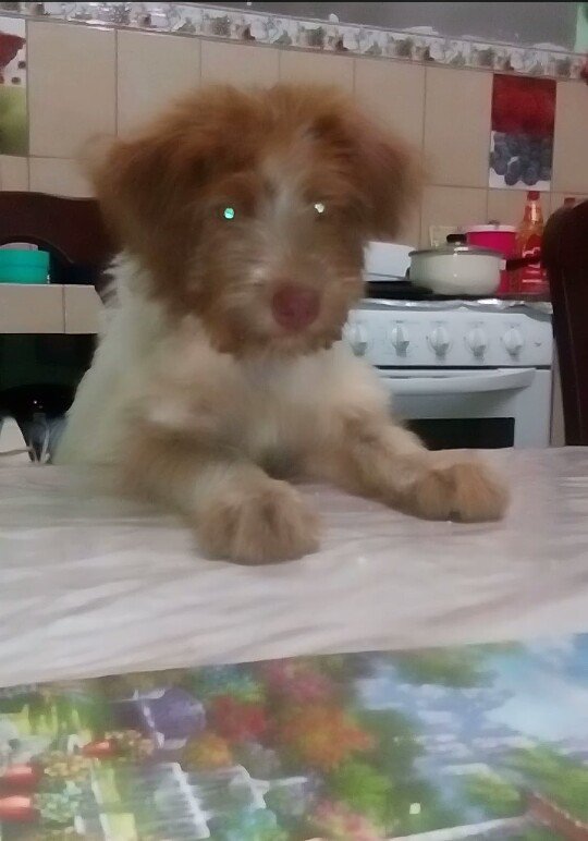 cuidado_animall's tweet photo. Hace 2 meses rescatamos este Hermoso perrito😍😍😍.De la calle.Que Esta Muy enfermo de Salud💪 https://t.co/JuLj7Hb8dz