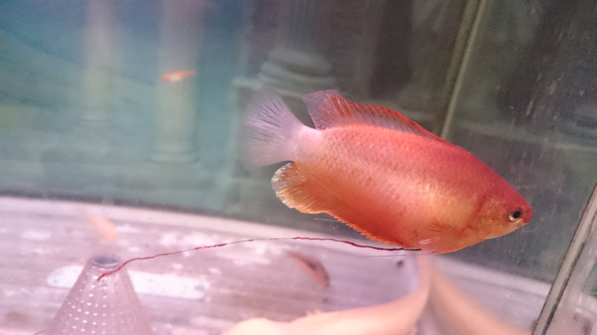 Sarion 金魚のフン 意味 金魚の糞は他者 主に偉い人 に付き従って離れなかったり 付いて回っている糞に相当する人を嘲ったり 蔑んで用いる言葉で 忠実など良い意味を含んでは用いない 長ぇーよ T Co Vruwbvufhq Twitter