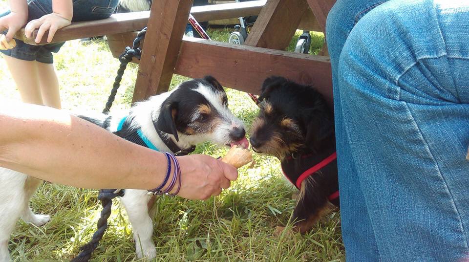VSH_Dressage's tweet photo. Peanut and Snoopy enjoying an ice cream at #Tatts2016 @Tatts2016 https://t.co/HUkbjiYaxW