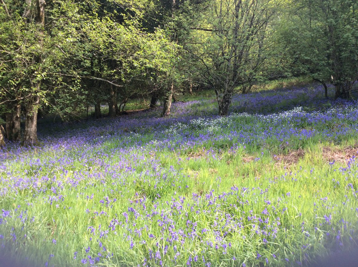 Otter Vale Camping tweet media