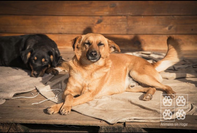 ASHcomUY's tweet photo. Disfrutando del sol mientras espera una familia que lo adopte ☺️ Solicitud de adopción: https://t.co/3NStGnDbHN https://t.co/7R4nH8HNU6